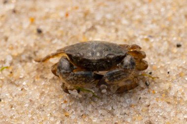 Bu sevimli yengeç kum tanelerinin arasında yatıyordu. Minik çakıl taşları neredeyse şeffaf görünüyor. Bunun dokusu kabuklunun pürüzsüz kabuğundan çok farklı görünüyor..