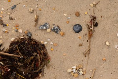 Bu kumsal enkazının kahverengi kum taneciklerinin her tarafında uzanan çok güzel bir görüntüsü. Siyah bir deniz tarağı kabuğu bazı çakıl taşları ve deniz kabuğu parçalarının etrafında yatıyordu..