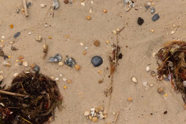 Bu kumsal enkazının kahverengi kum taneciklerinin her tarafında uzanan çok güzel bir görüntüsü. Siyah bir deniz tarağı kabuğu bazı çakıl taşları ve deniz kabuğu parçalarının etrafında yatıyordu..