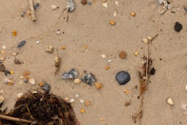 Bu kumsal enkazının kahverengi kum taneciklerinin her tarafında uzanan çok güzel bir görüntüsü. Siyah bir deniz tarağı kabuğu bazı çakıl taşları ve deniz kabuğu parçalarının etrafında yatıyordu..