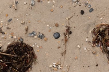 Bu kumsal enkazının kahverengi kum taneciklerinin her tarafında uzanan çok güzel bir görüntüsü. Siyah bir deniz tarağı kabuğu bazı çakıl taşları ve deniz kabuğu parçalarının etrafında yatıyordu..