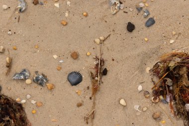 Bu kumsal enkazının kahverengi kum taneciklerinin her tarafında uzanan çok güzel bir görüntüsü. Siyah bir deniz tarağı kabuğu bazı çakıl taşları ve deniz kabuğu parçalarının etrafında yatıyordu..