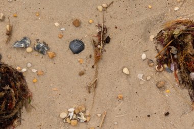 Bu kumsal enkazının kahverengi kum taneciklerinin her tarafında uzanan çok güzel bir görüntüsü. Siyah bir deniz tarağı kabuğu bazı çakıl taşları ve deniz kabuğu parçalarının etrafında yatıyordu..
