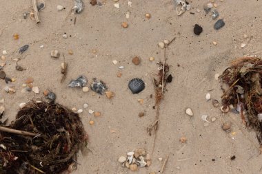 Bu kumsal enkazının kahverengi kum taneciklerinin her tarafında uzanan çok güzel bir görüntüsü. Siyah bir deniz tarağı kabuğu bazı çakıl taşları ve deniz kabuğu parçalarının etrafında yatıyordu..