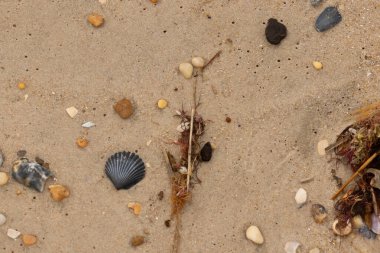 Bu kumsal enkazının kahverengi kum taneciklerinin her tarafında uzanan çok güzel bir görüntüsü. Siyah bir deniz tarağı kabuğu bazı çakıl taşları ve deniz kabuğu parçalarının etrafında yatıyordu..
