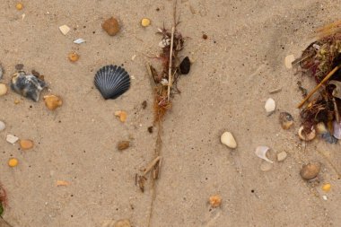 Bu kumsal enkazının kahverengi kum taneciklerinin her tarafında uzanan çok güzel bir görüntüsü. Siyah bir deniz tarağı kabuğu bazı çakıl taşları ve deniz kabuğu parçalarının etrafında yatıyordu..