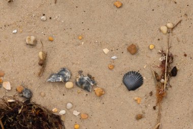 Bu kumsal enkazının kahverengi kum taneciklerinin her tarafında uzanan çok güzel bir görüntüsü. Siyah bir deniz tarağı kabuğu bazı çakıl taşları ve deniz kabuğu parçalarının etrafında yatıyordu..