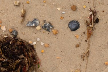Bu kumsal enkazının kahverengi kum taneciklerinin her tarafında uzanan çok güzel bir görüntüsü. Siyah bir deniz tarağı kabuğu bazı çakıl taşları ve deniz kabuğu parçalarının etrafında yatıyordu..