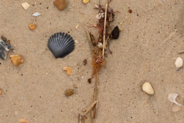 Bu kumsal enkazının kahverengi kum taneciklerinin her tarafında uzanan çok güzel bir görüntüsü. Siyah bir deniz tarağı kabuğu bazı çakıl taşları ve deniz kabuğu parçalarının etrafında yatıyordu..