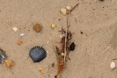 Bu kumsal enkazının kahverengi kum taneciklerinin her tarafında uzanan çok güzel bir görüntüsü. Siyah bir deniz tarağı kabuğu bazı çakıl taşları ve deniz kabuğu parçalarının etrafında yatıyordu..