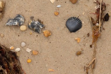 Bu kumsal enkazının kahverengi kum taneciklerinin her tarafında uzanan çok güzel bir görüntüsü. Siyah bir deniz tarağı kabuğu bazı çakıl taşları ve deniz kabuğu parçalarının etrafında yatıyordu..