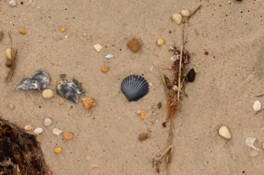 Bu kumsal enkazının kahverengi kum taneciklerinin her tarafında uzanan çok güzel bir görüntüsü. Siyah bir deniz tarağı kabuğu bazı çakıl taşları ve deniz kabuğu parçalarının etrafında yatıyordu..