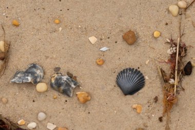Bu kumsal enkazının kahverengi kum taneciklerinin her tarafında uzanan çok güzel bir görüntüsü. Siyah bir deniz tarağı kabuğu bazı çakıl taşları ve deniz kabuğu parçalarının etrafında yatıyordu..