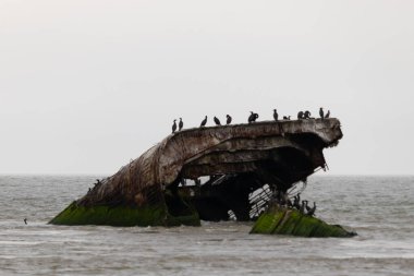 Bu Cape May New Jersey 'in taş gemisi ya da beton gemisi. Sudan çıkan gemi parçası artık bir kuş barınağı. Çift tepeli karabataklar burada görülmektedir..