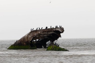 Bu Cape May New Jersey 'in taş gemisi ya da beton gemisi. Sudan çıkan gemi parçası artık bir kuş barınağı. Çift tepeli karabataklar burada görülmektedir..