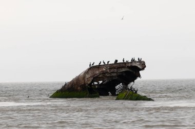 Bu Cape May New Jersey 'in taş gemisi ya da beton gemisi. Sudan çıkan gemi parçası artık bir kuş barınağı. Çift tepeli karabataklar burada görülmektedir..