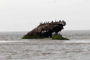 Bu Cape May New Jersey 'in taş gemisi ya da beton gemisi. Sudan çıkan gemi parçası artık bir kuş barınağı. Çift tepeli karabataklar burada görülmektedir..