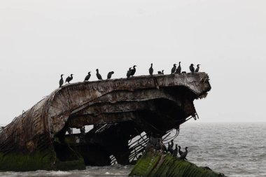 Bu Cape May New Jersey 'in taş gemisi ya da beton gemisi. Sudan çıkan gemi parçası artık bir kuş barınağı. Çift tepeli karabataklar burada görülmektedir..