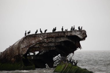Bu Cape May New Jersey 'in taş gemisi ya da beton gemisi. Sudan çıkan gemi parçası artık bir kuş barınağı. Çift tepeli karabataklar burada görülmektedir..