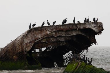 Bu Cape May New Jersey 'in taş gemisi ya da beton gemisi. Sudan çıkan gemi parçası artık bir kuş barınağı. Çift tepeli karabataklar burada görülmektedir..