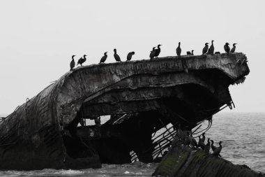 Bu Cape May New Jersey 'in taş gemisi ya da beton gemisi. Sudan çıkan gemi parçası artık bir kuş barınağı. Çift tepeli karabataklar burada görülmektedir..