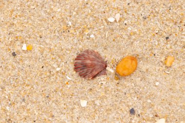 Bu, kumsalda, her tarafında kum taneleri olan küçük bir çakıl taşının yanında oturan deniz kabuğunun güzel bir görüntüsü. Deniz tarağı kabuğunun oldukça güzel bir pervane görünüşü var. Kırmızı renkler göze çarpıyor..