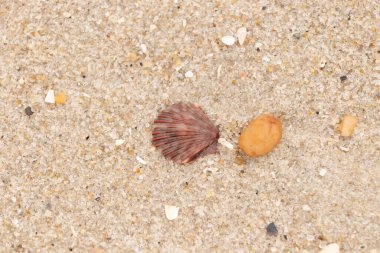 Bu, kumsalda, her tarafında kum taneleri olan küçük bir çakıl taşının yanında oturan deniz kabuğunun güzel bir görüntüsü. Deniz tarağı kabuğunun oldukça güzel bir pervane görünüşü var. Kırmızı renkler göze çarpıyor..