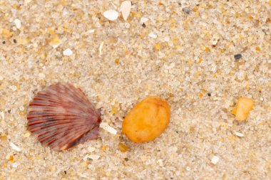 Bu, kumsalda, her tarafında kum taneleri olan küçük bir çakıl taşının yanında oturan deniz kabuğunun güzel bir görüntüsü. Deniz tarağı kabuğunun oldukça güzel bir pervane görünüşü var. Kırmızı renkler göze çarpıyor..
