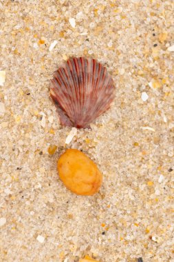 Bu, kumsalda, her tarafında kum taneleri olan küçük bir çakıl taşının yanında oturan deniz kabuğunun güzel bir görüntüsü. Deniz tarağı kabuğunun oldukça güzel bir pervane görünüşü var. Kırmızı renkler göze çarpıyor..