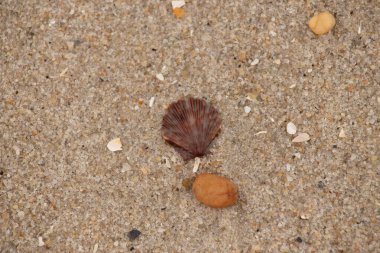 Bu, kumsalda, her tarafında kum taneleri olan küçük bir çakıl taşının yanında oturan deniz kabuğunun güzel bir görüntüsü. Deniz tarağı kabuğunun oldukça güzel bir pervane görünüşü var. Kırmızı renkler göze çarpıyor..