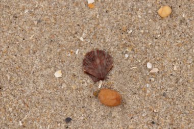 Bu, kumsalda, her tarafında kum taneleri olan küçük bir çakıl taşının yanında oturan deniz kabuğunun güzel bir görüntüsü. Deniz tarağı kabuğunun oldukça güzel bir pervane görünüşü var. Kırmızı renkler göze çarpıyor..