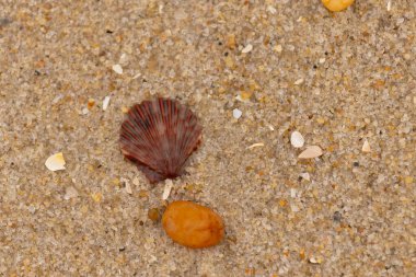 Bu, kumsalda, her tarafında kum taneleri olan küçük bir çakıl taşının yanında oturan deniz kabuğunun güzel bir görüntüsü. Deniz tarağı kabuğunun oldukça güzel bir pervane görünüşü var. Kırmızı renkler göze çarpıyor..