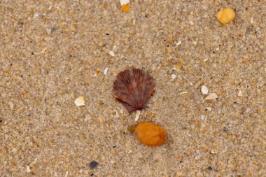 Bu, kumsalda, her tarafında kum taneleri olan küçük bir çakıl taşının yanında oturan deniz kabuğunun güzel bir görüntüsü. Deniz tarağı kabuğunun oldukça güzel bir pervane görünüşü var. Kırmızı renkler göze çarpıyor..