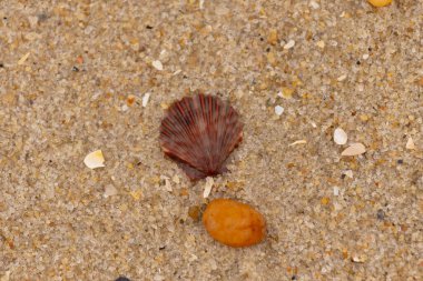 Bu, kumsalda, her tarafında kum taneleri olan küçük bir çakıl taşının yanında oturan deniz kabuğunun güzel bir görüntüsü. Deniz tarağı kabuğunun oldukça güzel bir pervane görünüşü var. Kırmızı renkler göze çarpıyor..