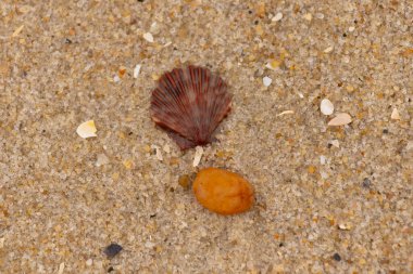 Bu, kumsalda, her tarafında kum taneleri olan küçük bir çakıl taşının yanında oturan deniz kabuğunun güzel bir görüntüsü. Deniz tarağı kabuğunun oldukça güzel bir pervane görünüşü var. Kırmızı renkler göze çarpıyor..