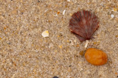 Bu, kumsalda, her tarafında kum taneleri olan küçük bir çakıl taşının yanında oturan deniz kabuğunun güzel bir görüntüsü. Deniz tarağı kabuğunun oldukça güzel bir pervane görünüşü var. Kırmızı renkler göze çarpıyor..