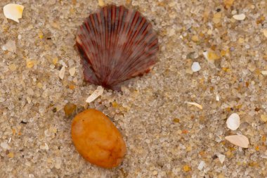 Bu, kumsalda, her tarafında kum taneleri olan küçük bir çakıl taşının yanında oturan deniz kabuğunun güzel bir görüntüsü. Deniz tarağı kabuğunun oldukça güzel bir pervane görünüşü var. Kırmızı renkler göze çarpıyor..