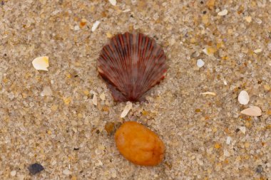 Bu, kumsalda, her tarafında kum taneleri olan küçük bir çakıl taşının yanında oturan deniz kabuğunun güzel bir görüntüsü. Deniz tarağı kabuğunun oldukça güzel bir pervane görünüşü var. Kırmızı renkler göze çarpıyor..