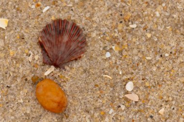 Bu, kumsalda, her tarafında kum taneleri olan küçük bir çakıl taşının yanında oturan deniz kabuğunun güzel bir görüntüsü. Deniz tarağı kabuğunun oldukça güzel bir pervane görünüşü var. Kırmızı renkler göze çarpıyor..