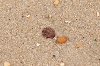 Bu, kumsalda, her tarafında kum taneleri olan küçük bir çakıl taşının yanında oturan deniz kabuğunun güzel bir görüntüsü. Deniz tarağı kabuğunun oldukça güzel bir pervane görünüşü var. Kırmızı renkler göze çarpıyor..