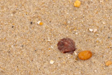 Bu, kumsalda, her tarafında kum taneleri olan küçük bir çakıl taşının yanında oturan deniz kabuğunun güzel bir görüntüsü. Deniz tarağı kabuğunun oldukça güzel bir pervane görünüşü var. Kırmızı renkler göze çarpıyor..