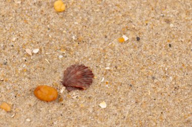 Bu, kumsalda, her tarafında kum taneleri olan küçük bir çakıl taşının yanında oturan deniz kabuğunun güzel bir görüntüsü. Deniz tarağı kabuğunun oldukça güzel bir pervane görünüşü var. Kırmızı renkler göze çarpıyor..
