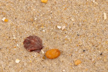 Bu, kumsalda, her tarafında kum taneleri olan küçük bir çakıl taşının yanında oturan deniz kabuğunun güzel bir görüntüsü. Deniz tarağı kabuğunun oldukça güzel bir pervane görünüşü var. Kırmızı renkler göze çarpıyor..