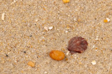 Bu, kumsalda, her tarafında kum taneleri olan küçük bir çakıl taşının yanında oturan deniz kabuğunun güzel bir görüntüsü. Deniz tarağı kabuğunun oldukça güzel bir pervane görünüşü var. Kırmızı renkler göze çarpıyor..