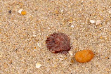 Bu, kumsalda, her tarafında kum taneleri olan küçük bir çakıl taşının yanında oturan deniz kabuğunun güzel bir görüntüsü. Deniz tarağı kabuğunun oldukça güzel bir pervane görünüşü var. Kırmızı renkler göze çarpıyor..