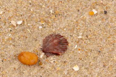 Bu, kumsalda, her tarafında kum taneleri olan küçük bir çakıl taşının yanında oturan deniz kabuğunun güzel bir görüntüsü. Deniz tarağı kabuğunun oldukça güzel bir pervane görünüşü var. Kırmızı renkler göze çarpıyor..