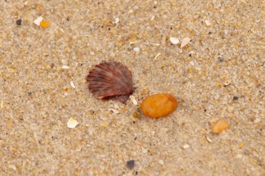 Bu, kumsalda, her tarafında kum taneleri olan küçük bir çakıl taşının yanında oturan deniz kabuğunun güzel bir görüntüsü. Deniz tarağı kabuğunun oldukça güzel bir pervane görünüşü var. Kırmızı renkler göze çarpıyor..