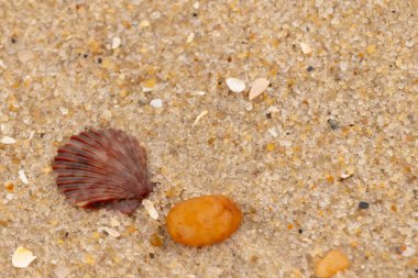 Bu, kumsalda, her tarafında kum taneleri olan küçük bir çakıl taşının yanında oturan deniz kabuğunun güzel bir görüntüsü. Deniz tarağı kabuğunun oldukça güzel bir pervane görünüşü var. Kırmızı renkler göze çarpıyor..