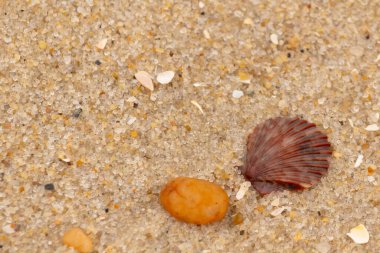 Bu, kumsalda, her tarafında kum taneleri olan küçük bir çakıl taşının yanında oturan deniz kabuğunun güzel bir görüntüsü. Deniz tarağı kabuğunun oldukça güzel bir pervane görünüşü var. Kırmızı renkler göze çarpıyor..