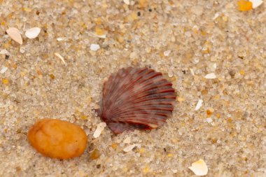 Bu, kumsalda, her tarafında kum taneleri olan küçük bir çakıl taşının yanında oturan deniz kabuğunun güzel bir görüntüsü. Deniz tarağı kabuğunun oldukça güzel bir pervane görünüşü var. Kırmızı renkler göze çarpıyor..